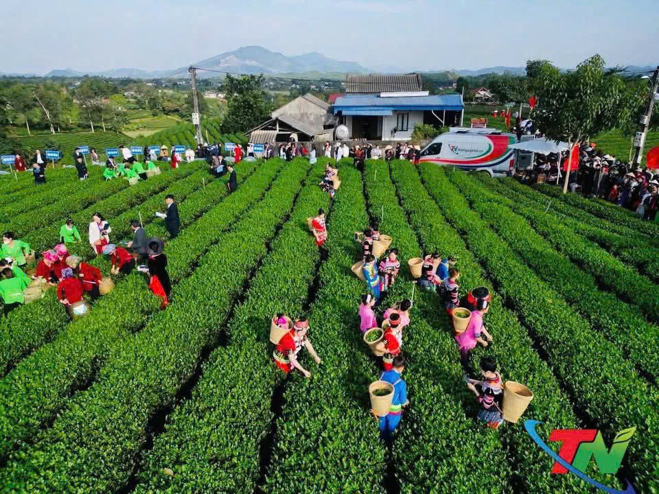 Trà Tân Cương Xuân Hồng 2